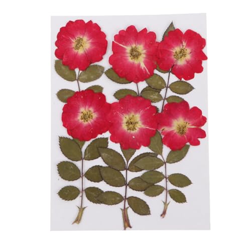 12 rosas secas prensadas naturales con tallos y hojas miniatura 1