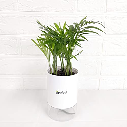 ~hG fUC V[Y y𒴂y ptJ 񂹐A ϗtA ʋ|bg easy pot-D (e[uV3)