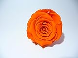 rose éternelle de couleur orange