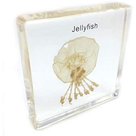 Jellyfish Specimen Paperweight for Education Cover