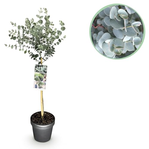 GreenboutiQ - Pflanzen auf Stamm - Eucalyptus gunni Azure - Terrassenpflanze - Immergrün - Winterhart - Graues Blatt - Topf 19 cm Höhe 90 cm