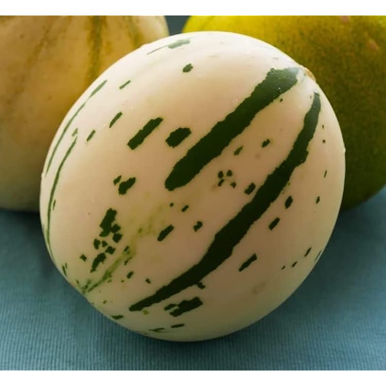 10 Snow Leopard Melon Seeds | Very Rare - Ships from Iowa, USA - Snowball Melon Seeds