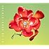 愛の花(通常盤)