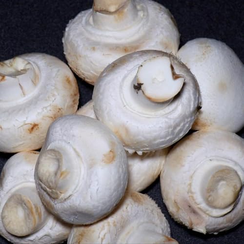 Semillas de hongos balcón, semillas de hongos, semillas de hortalizas tradicionales plantar hongos cultivo de semillas de hongos plantas raras plantas de interior plantas vegetales 500pcs