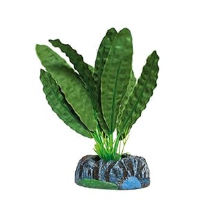 ICA Aquatic Plants AP1171 Aponogeton Seta