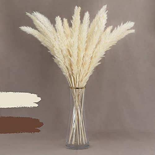 Preisvergleich Produktbild MIRAMAY® Pampasgras getrocknet weiß 20x Trockenblumen Hochzeitsdeko Boho Deko Wohnzimmer Deko weiß Vasen Deko Pampas fluffig Trockengräser Trockenblumenstrauß Dried Flowers