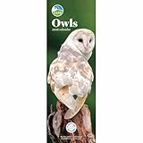 Carousel Worldwide, RSPB Owls 2026 Slim Wall Calendar