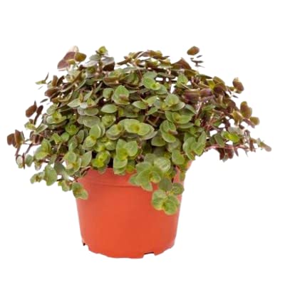 Ashokavanam Turtle Vine Brown Hanging plant (Callisia repens) (B09QZMQLHJ) Amazon Price History, Amazon Price Tracker