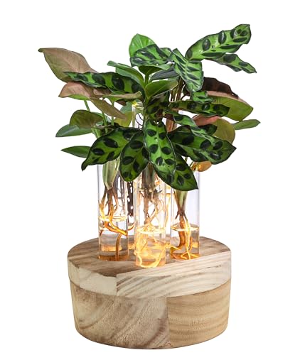 Dehner Waterplant Set New York, Wasserpflanzen in Reagenzgläsern, 6-teilig inkl. LED-Beleuchtung, 2 x Balsamapfel, 2 x Purpurtute, 2 x Korbmarante, 26 x 13 x 2.5 cm, Zimmerpflanzen