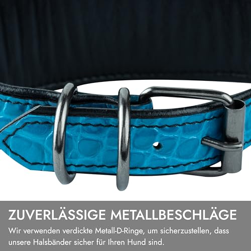FAVPET Luxus Echtleder Windhund Halsband Breit mit QR Code Anhänger, Weiches Lederhalsband Hund Breit Whippet Italienisches Windspiel Saluki Lurcher Spanischer Galgo Greyhound Podenco (Blau, M)