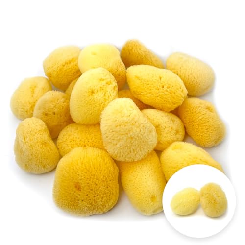 天然海綿シルク種 約5センチ Mサイズ キメが細かく優しい肌触り