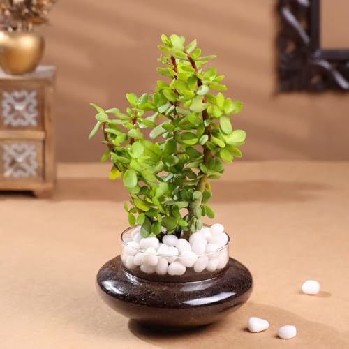 Image of FlowerAura Live Indoor Good Luck Jade Terrarium Plant in Glass Pot for Living Room, Balcony, Home /Office Decor | Premium Gifting | Improving Air Quality | Reducing Stress (Same Day Delivery)