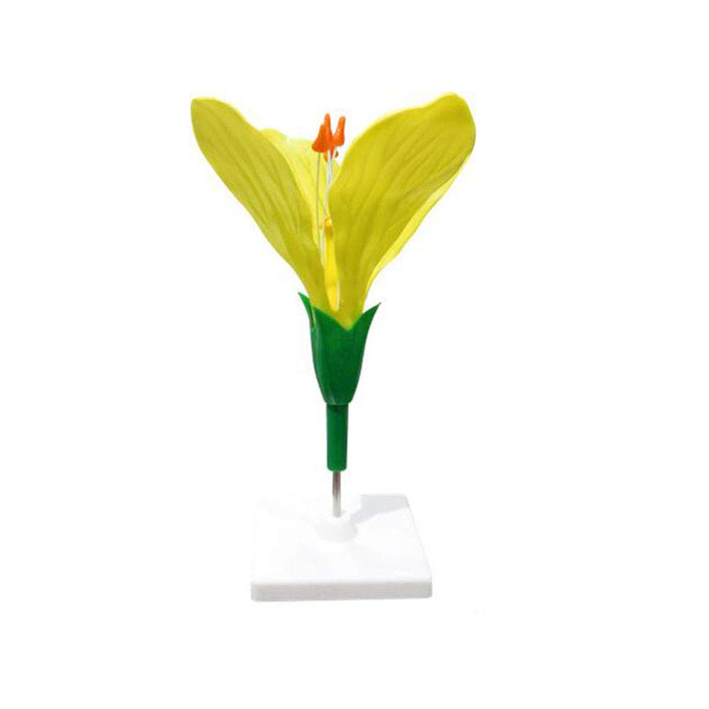 sjdoPulse Canola Flowers Model - Plant Anatomy Biology Teaching Model - Plant Anatomical Model - for Junior High School Biology Science And Educational Demonstration Model