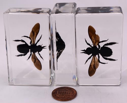 Image of 2.3 inch Real Carpenter Bamboo Bee w /Open Wings in Crystal Clear Lucite Resin Specimen Preserved Insect Taxidermy Collection for Biology Science Education & Desk Ornament Display Supplies Paperweight