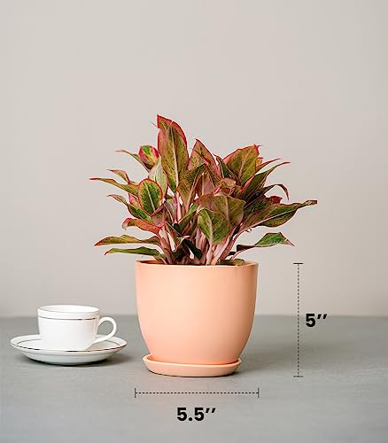 Image of Nurturing Green Aglaonema Red Gold in Blush Pink Ceramic Pot | Wedding Anniversary Gift Plants For Couple | Anniversary Gifts For Husband /Wife | Potted Plants For Gifts | Plants Gift
