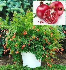See full amazon price history chart for Delorea Pomegranate Fruit Plant Live Plant Anar Plant Grafted Hybrid Anar Fruit Live plant | Anar Grafted Live Fruits Plant with pot | Plant for Outdoor & Home Garden Delorea Pomegranate Fruit Plant Live Plant Anar Plant Grafted Hybrid Anar Fruit Live plant | Anar Grafted Live Fruits Plant with pot | Plant for Outdoor & Home Garden (B0DFCFG5QW) Amazon Price History, Amazon Price Tracker