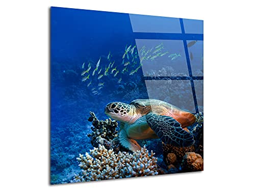DECLINA – Tableau Mural Tortue Décorative – Tableau Décoratif Océan – Photo Murale Sur Verre Acrylique – Atelier Français – 50 x 50 cm