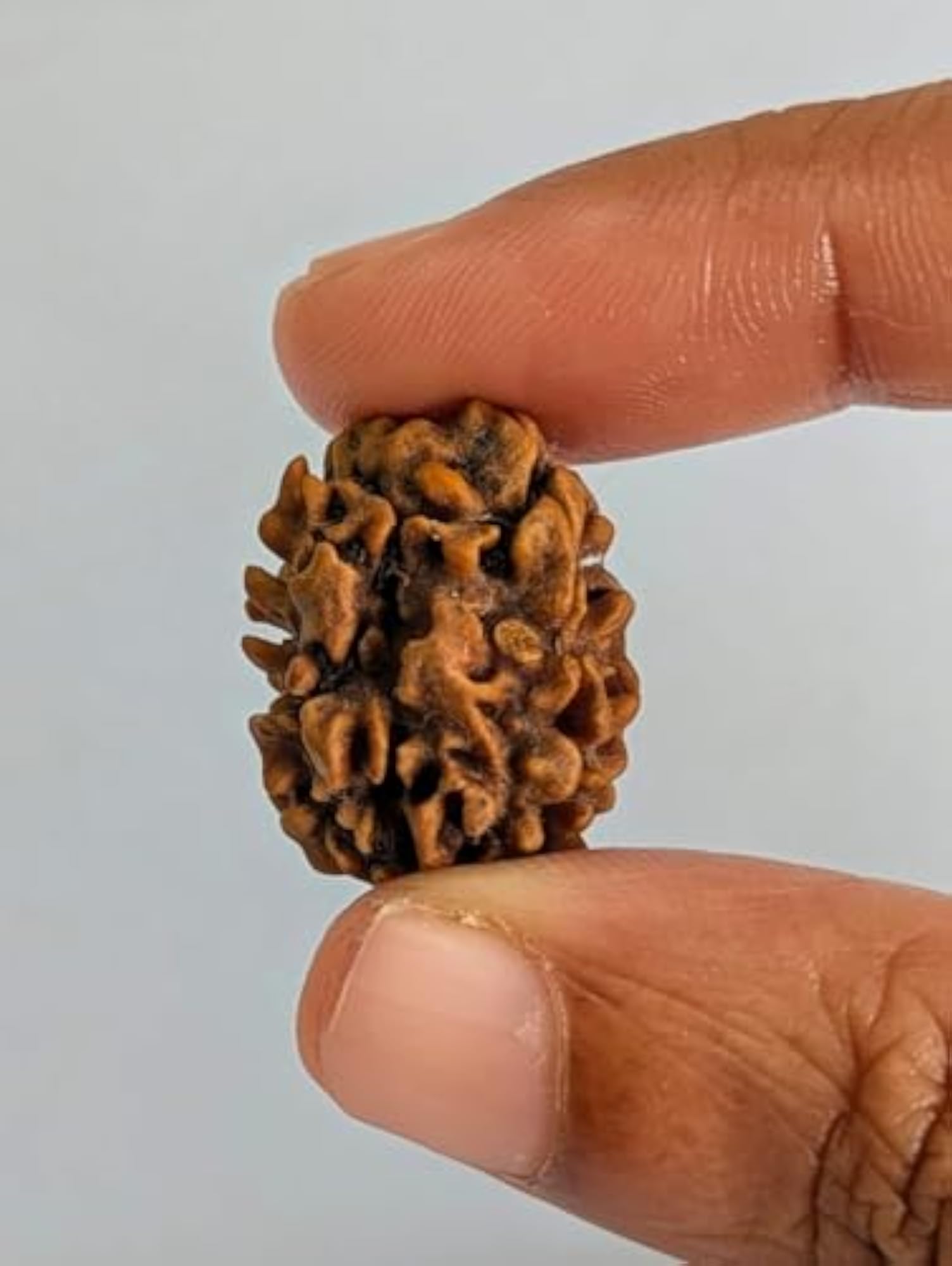 3 Mukhi Rudraksha Original Natural Bead for Spiritual Growth
