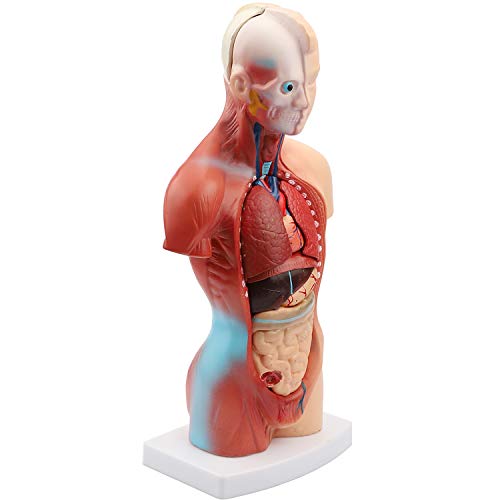 Human Body Model Torso Anatomy Doll 15 Removable Parts Skeleton Visceral Brain with Detailed Manual 10.5inch Height - Thumbnail 2