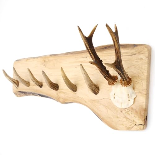 GTK - Geweihe & Trophäen KRUMHOLZ Geweih Garderobe mit 6 Haken aus Rothirschspitzen auf Holzbrett Rehgeweih Wandgarderobe Unikat 27.8.89