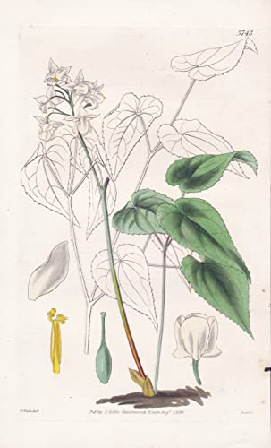 Epimedium Musschianum. White-Flowered Barren-Wort. Tab. 3745 - Japan / Pflanze Planzen plant plants / flower flowers Blume Blumen / botanical Botanik botany / aus 