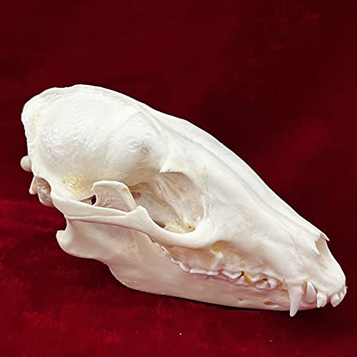 Obained legalmente ed eticamente: tutti i modelli di ossa di animali sono ottenuti attraverso operazioni legali di caccia e cattura e alcuni teschi di animali provengono dalla morte naturale degli animali e dall'allevamento artificiale da parte degli agricoltori. Sosteniamo l'uso di animali interi, comprese pelli, code, zampe, ossa, zampe, carne e grasso.
