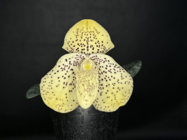 Amazon.co.jp: 洋蘭原種パフィオPaph. wenshanense x sib 