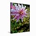 CALVENDO Toile de qualité supérieure - 50 cm x 75 cm - Motif de Dahlien du Calendrier - Fleurs - Tableau sur châssis - Impression sur Toile véritable Nature