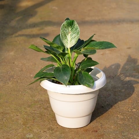 Bloomify Plants Philodendron Birkin In 8 Inch White Classy Plastic Pot-picture-24