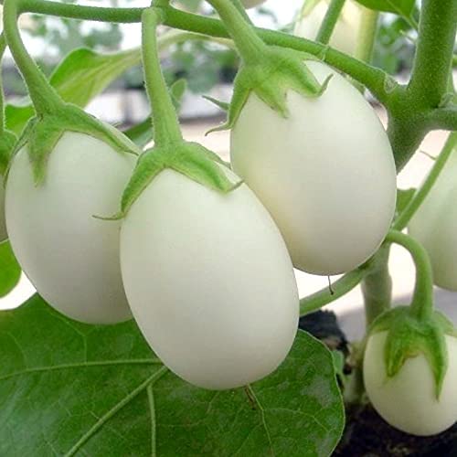 Healthy Vibe HYBRID BRINJAL WHITE EGGPLANT/BENGAN FOR KITCHEN GARDENING (Brinjal Egg Plant)