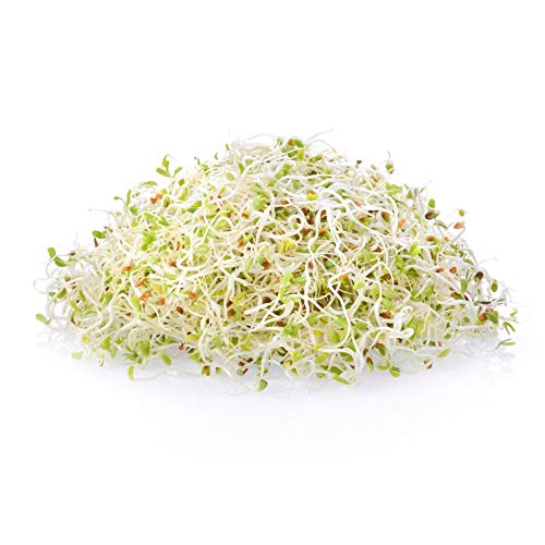 Certified Organic Alfalfa Sprouting / Sprout Seeds - Seed For Sprouts - 16 Oz #TOP5