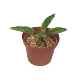 ONE Rooted 2" Plant Drimiopsis Maculata Rare Dots Drimia Exotic Scilla Succulent Bulb by Exotic-Succulent-Collection