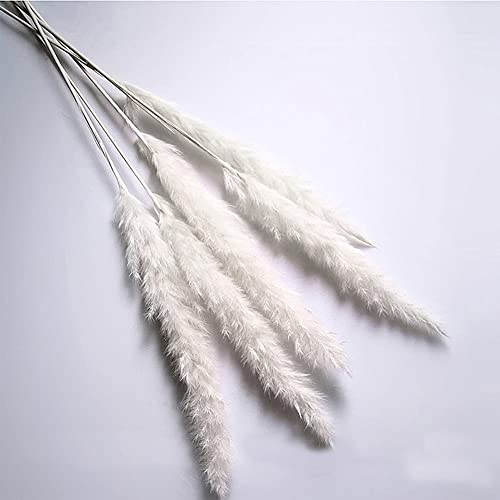 15 peças secas de pampas grama Phragmites Communis decoração para casa loja casamento Phragmites Com