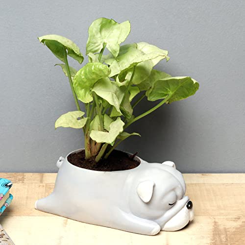 See full amazon price history chart for FlowerAura Decorative Air purifying Syngonium Mini Indoor Live Plant In Cute Plastic Dog Vase Pot For Living Room, Table Decor, Balcony, Office/Home Decoration FlowerAura Decorative Air purifying Syngonium Mini Indoor Live Plant In Cute Plastic Dog Vase Pot For Living Room, Table Decor, Balcony, Office/Home Decoration (B09N9PZ84F) Amazon Price History, Amazon Price Tracker