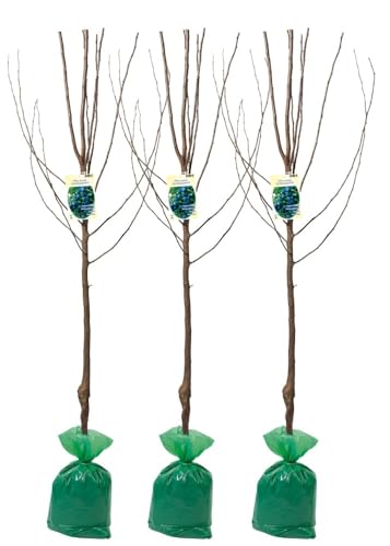 Set 3 Ciruelos XXL Hauszwesche