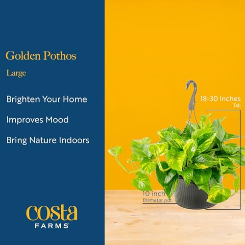 Image of Costa Farms Golden Pothos Live Plant, 10-Inch Hanging Basket, Large Devil's Ivy Trailing Indoor Houseplant, Low Light Easy Care, Boho Home Decor, Housewarming Gift