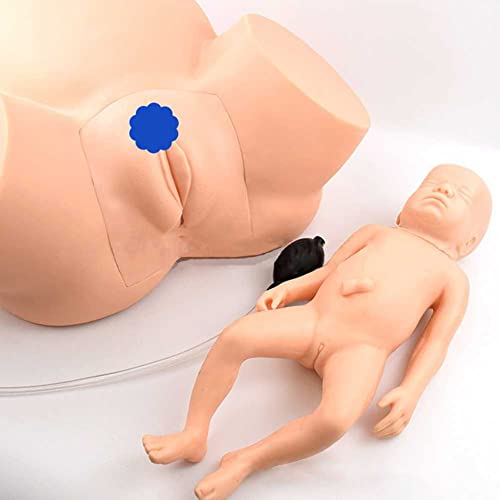 Simulateur d'accouchement modèle d'enseignement fœtal en PVC pour école - 8