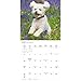 Carousel Calendars, Bichon Frise Puppies 2026 Wall Calendar, 12'' X 12'', 16-Month Calendar with Stapled Binding