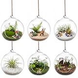 SUPVOX 6pcs Hanging Glass Terrarium Globes - 4 Inch Orb Air Plant Holders for Succulents, Moss & Tea Light Candles | Indoor/Outdoor Home Decor, Wedding Centerpieces, Mini Garden DIY (Clear)