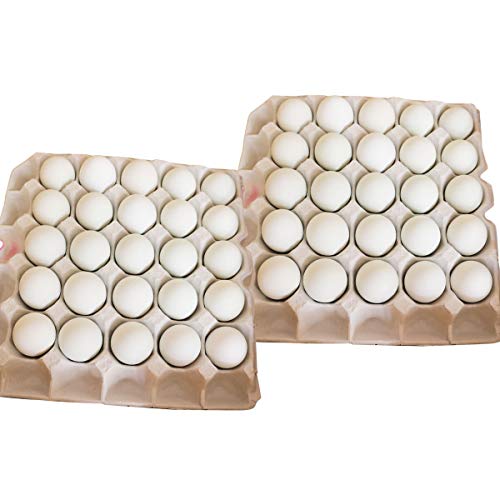 �C���G�b�O �C���J�̗� 50�� �l���� �� ���Q���Y �퉷 �{�� ���܂� ���Y ���Q