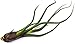 1 Giant Tillandsia Caput Medusae Air Plant - 6 to 8 inch - Live House Plants for Sale - Indoor Terrarium Air Plant