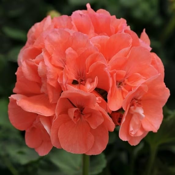 Image of Orange Geranium Live Plant with Pot | Cranea€s-Bill Flowering Plant | Outdoor & Balcony Decorative Flower Plant for Home Garden & Terrace
