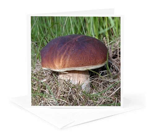 Cartes de vœux champignon lot de 12 pour correspondances créatives - 5