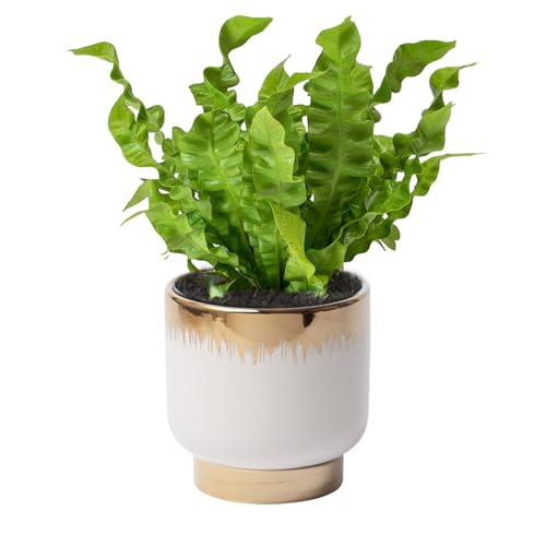 NEONWE White Gold Ceramic Planters, Flower Pots, 4.33 X 4.33 Inch