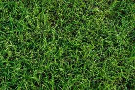 Durva grass seeds,100% gemenation (4000 seeds) (B0C8J3NQ9N) Amazon Price History, Amazon Price Tracker