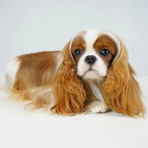 Pintar por números para adultos, DIY Paint by numbers, ​hogar decoración de casa-Cavalier King Charles Spaniel, animal 30x30cm Sin marco Cover