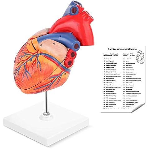 LYOU Human Heart Model, 2-Part Life Size Anatomically Accurate Numbered Heart Medical Model Shows 48 Anatomical Internal Structures, Held Together with Magnets on Base Cover