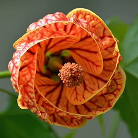 Greentower Lantern Hibiscus Lanthana Hibiscus live Plant Healthy Cutting Plant Pack of 1 (B0BTWCCWGM) Amazon Price History, Amazon Price Tracker