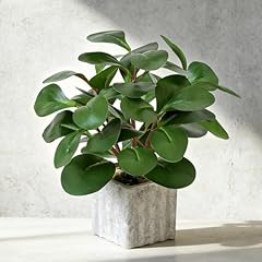 Peperomia