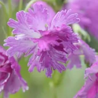 八重咲きニホンサクラソウ/1芽